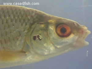 Foto Galerie/Cypriniformes/Cyprinidae/Rutilus rutilus/Rutilus rutilus_03_S.jpg